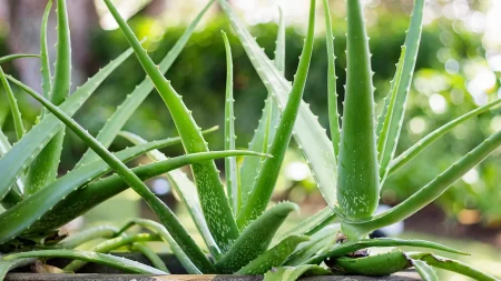 aloe vera