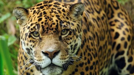 Yaguareté simbolo de la fauna argentina