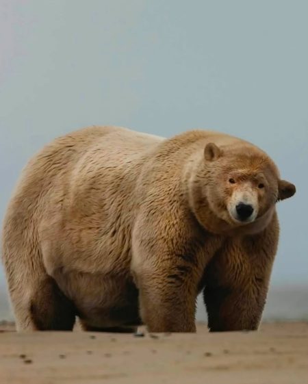 Oso polar gigante en Alaska