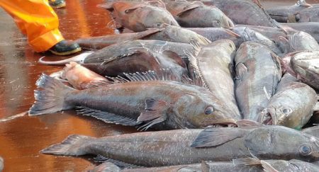 Merluza negra del Atlántico Sur