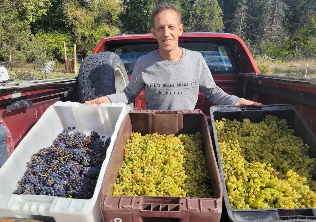 Es de Comodoro y creó el primer vivero del país que produce plantas de vid inoculadas