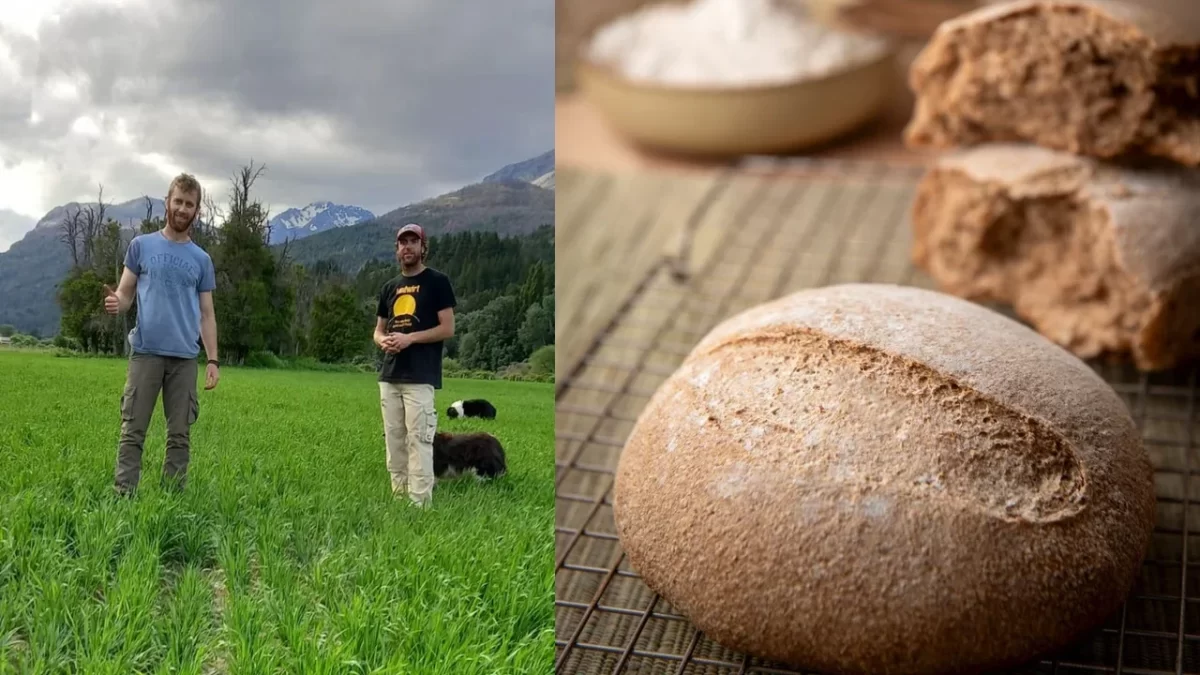 De consumir harina agroecológica a producirla: la historia de la familia Simcic que creó un emprendimiento con sello propio