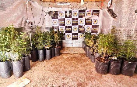 600 plantas de marihuana