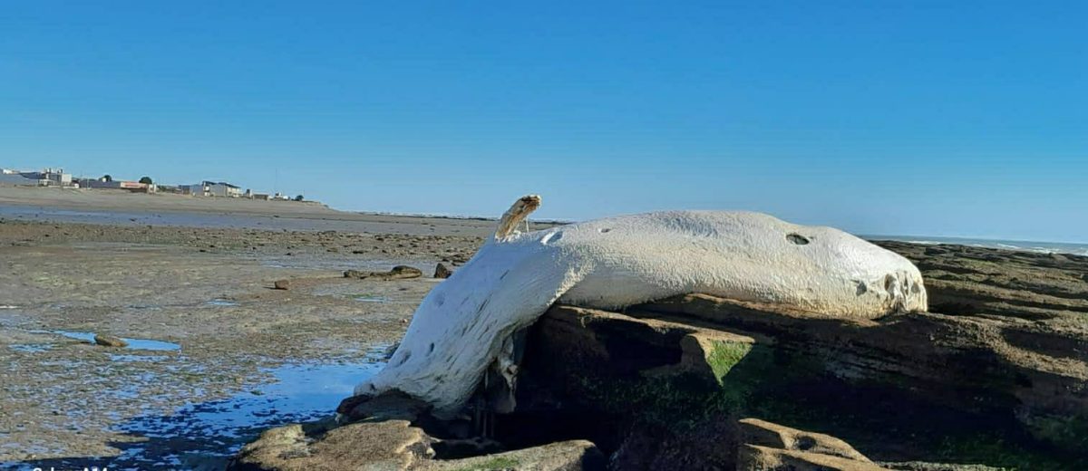 Cachalote en Playa Magagna