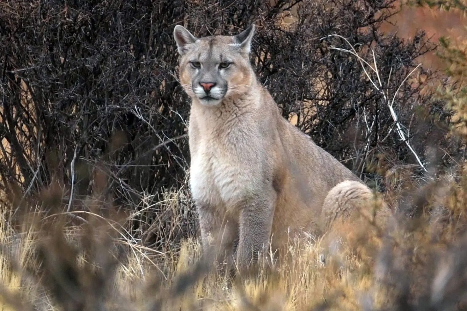 El puma en la Patagonia