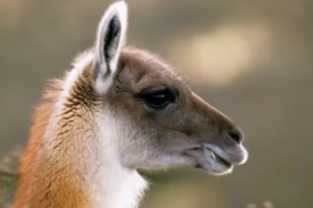 Invasión de guanacos en la Patagonia: Expertos tienen la solución