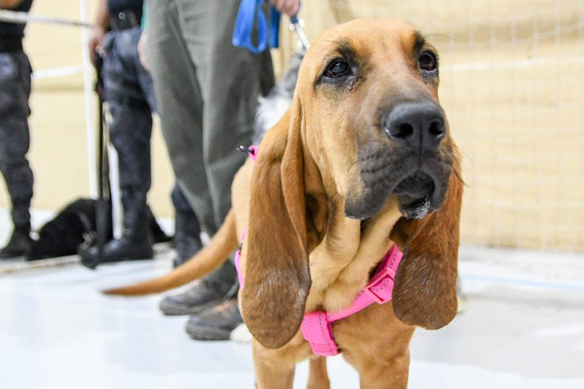 Puerto Madryn realiza castraciones gratuitas para perros y gatos