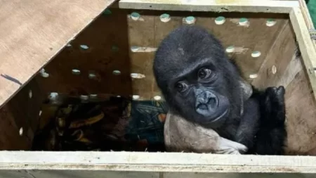 Bebé gorila rescatado Estambul