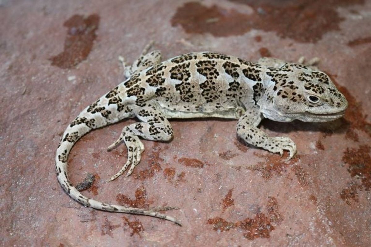 Lagarto vulcaniano en Patagonia