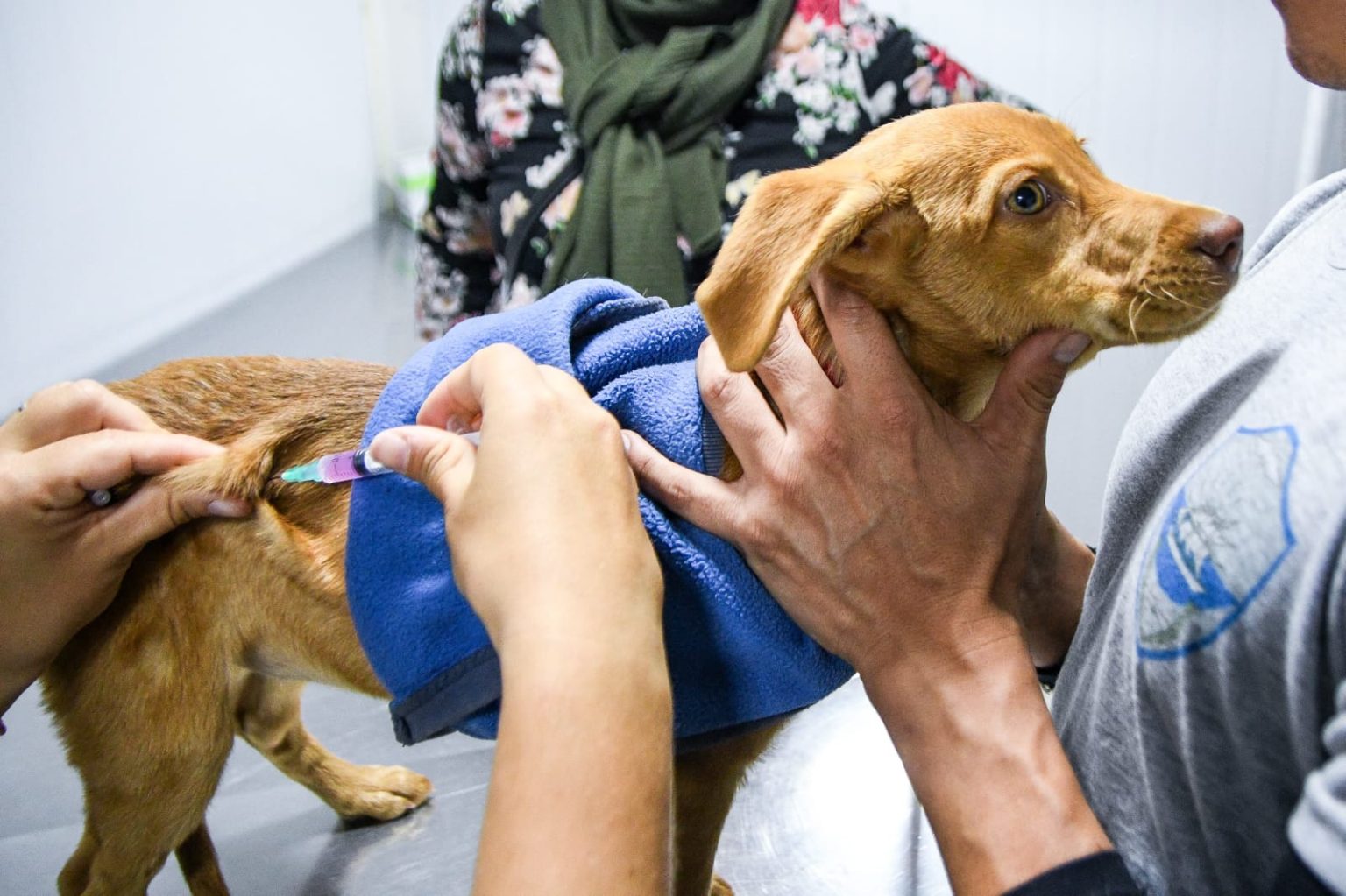 campañas gratuitas para perros y gatos