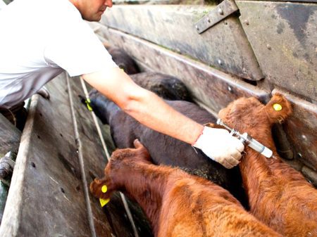 Medidas ante fiebre aftosa