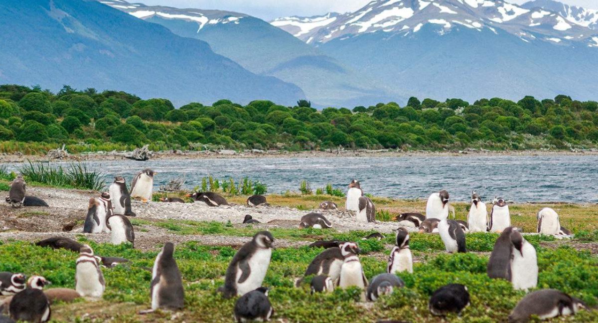 Isla Martillo fauna