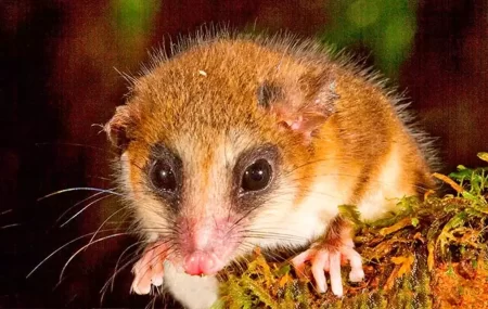 Monito del Monte rescatado