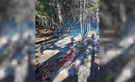 Incendio en Parque Alerces