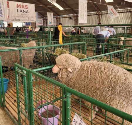 Provincia acompaña Exposición Ganadera