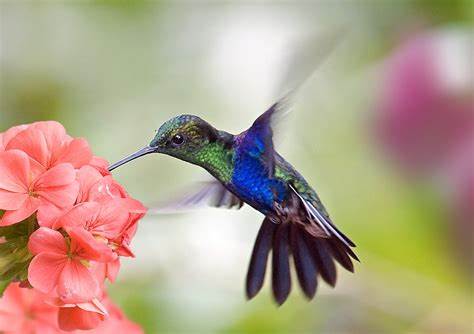 Colibrí flores de tu jardín