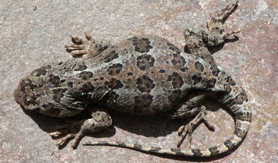 Lagartija endémica Patagonia