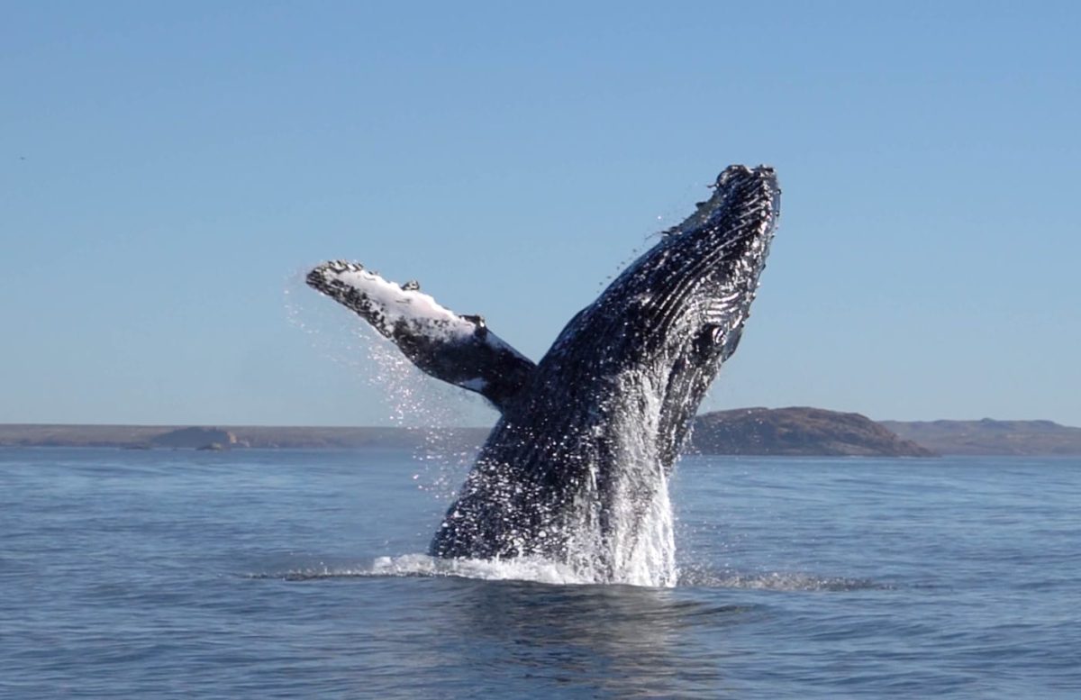 Ballenas jorobadas en Chubut