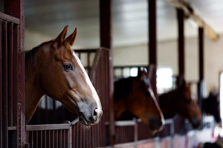 Curiosidades sobre los caballos