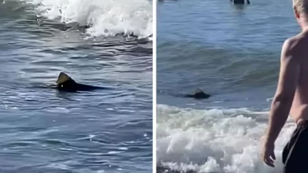 Tiburón en Mar del Plata