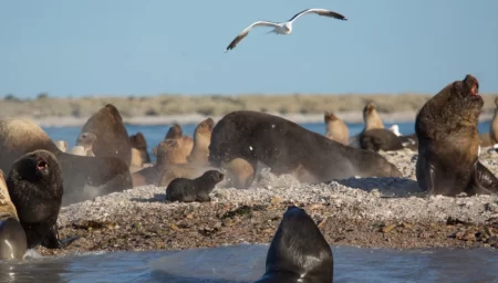 Conservación en Chubut