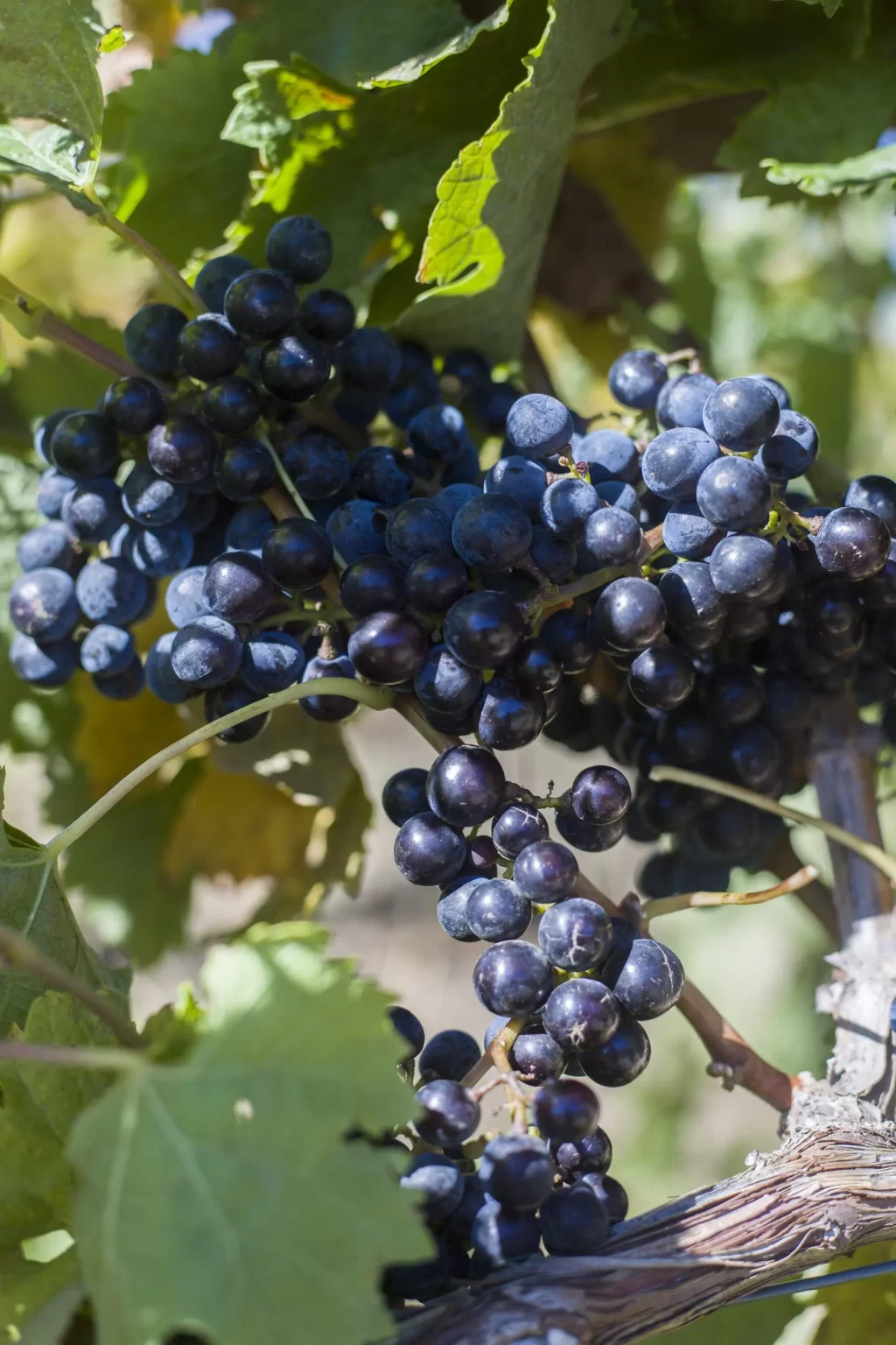 Bodega Ayestarán Allard