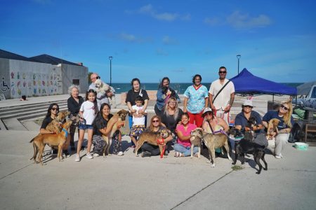 Veterinaria municipal