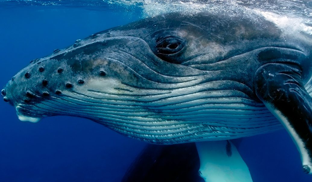 Avistaje de ballenas en Camarones