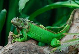 Iguanas verdes