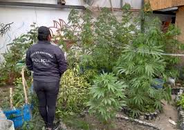 Plantas de marihuana