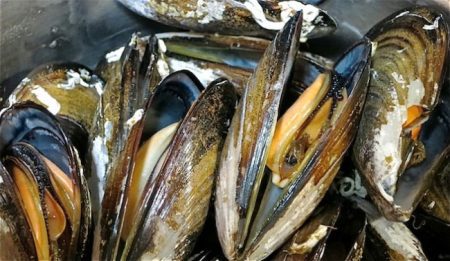 Argentina primera exportación mejillones