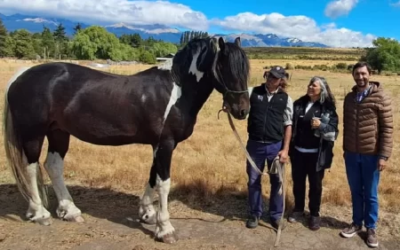 EMPRENDIMIENTO ECUESTRE FRISÓN BAROK PATAGONIA