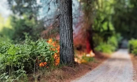 Investigación incendios Epuyén