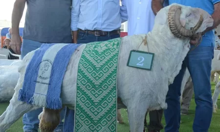 Esquila en la feria ovina