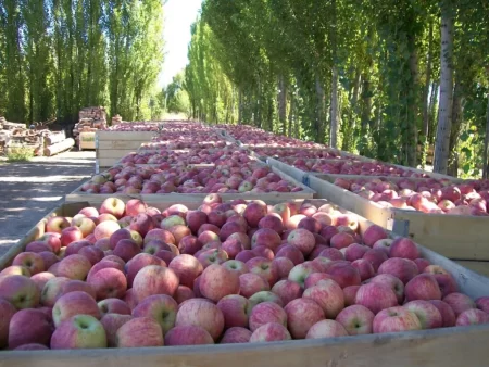 Sturzenegger anuncia medidas frutícolas