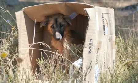 Chubut endurecerá penas maltrato