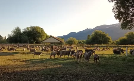 Producción estancias Benetton Patagonia