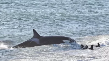 Orcas cazando en Península Valdés