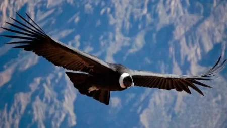 Cóndor Andino en vuelo