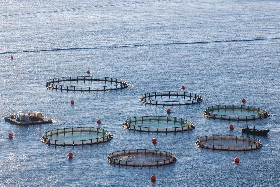 La ex Subsecretaria de Pesca y Acuicultura de Chile, Alicia Gallardo Lagno señaló que la "acuicultura es el futuro"