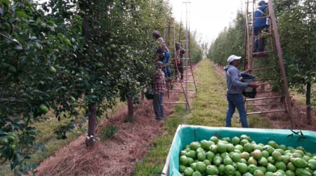 Productores frutícolas en Patagonia