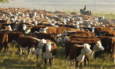 Nación ingreso carne Patagonia