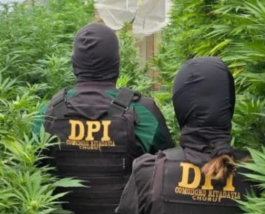 Comodoro secuestran armas marihuana allanamiento