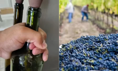 Cosecha de uvas en el Valle del Chubut para la Vendimia 2025