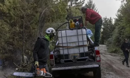 Ratón colilargo en la Patagonia