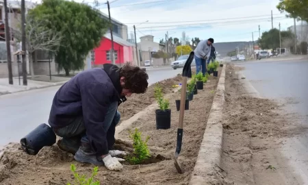 Nuevas plantas y árboles en espacios verdes de Puerto Madryn