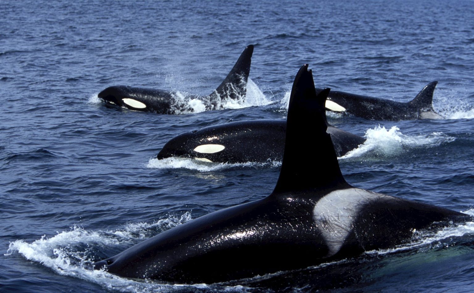 La temporada de orcas