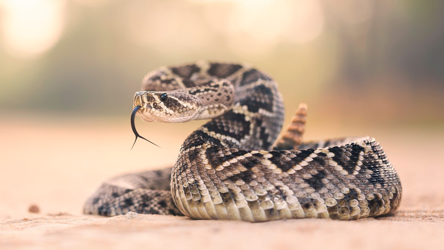 El Bolsón: serpiente cascabel hallada