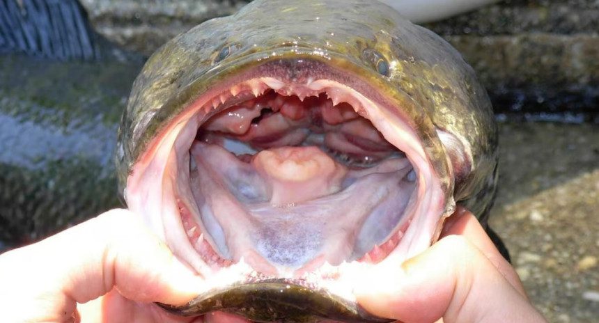Peces cabezas de serpientes