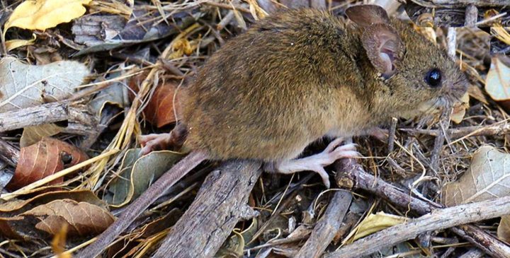 Recomendaciones contagio hantavirus